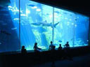 Club Azuli at The Aquarium